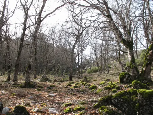 Calar del Mundo-Arroyo Puerta- Dolina-Cotillas- Arroyofrío