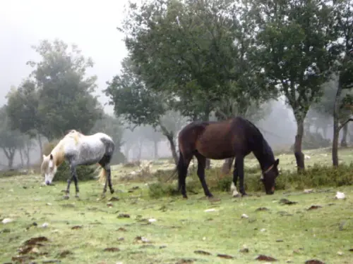 Calar del Mundo-Arroyo Puerta-La Huesa-Raigadas-Dolina