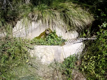 IMG 1851-Los-Centenarejos