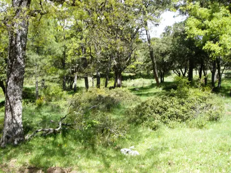 Calar del Mundo-Mesones- Fuente Espino- Riópar (amigas Lorca)