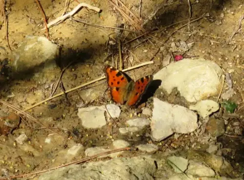 IMG 5503-Papillon-valencianensis