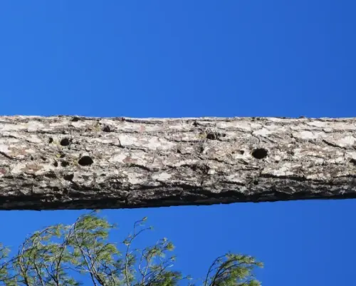 IMG 5570-Nidos-de-picapinos