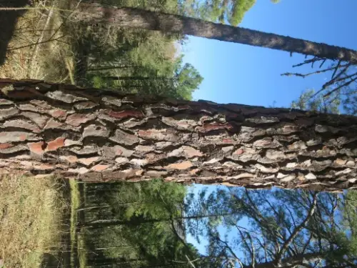 IMG 5577-Pino-negral-Pinus-pinaster