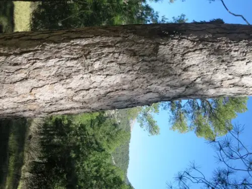 IMG 5578-Pino-blanco-Pinus-nigra