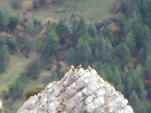 Calar Sima-Cañada del Avellano-Los Calarejos(II)