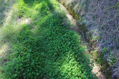 Acequias-La-Parrilla-Yeste2a