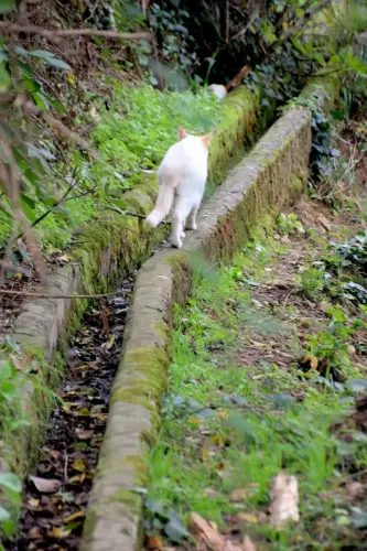 Acequias-Las-Animas2