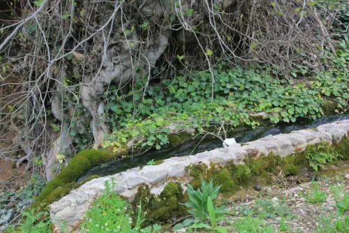 Acequias-Molinicos-Los-Alejos2