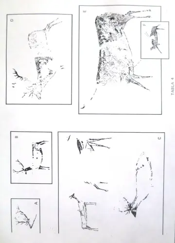 PIN-111-Tabla-de-Formas-de-los-cervidos