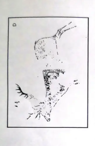 PIN-111b-Silueteado-con-relleno-a-tinta-plana-desigual