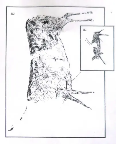 PIN-111d-Silueteado-con-relleno-a-tinta-plana-desigual-y-trazos-y-silueteado-con-relleno-a-tinta-plana