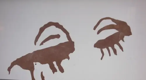 PIN-113b-Capridos-semiesquematicos