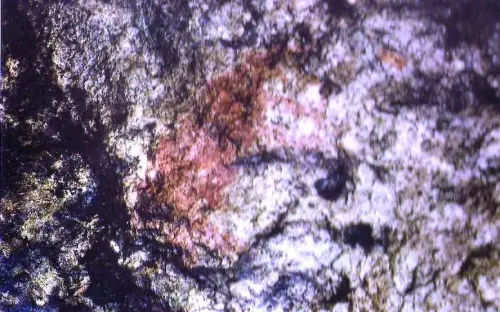 PIN-177-Letur-Cuadrupedo