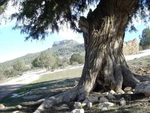 PIN-205d-Torcal-de-Las-Bojadillas-Nerpio