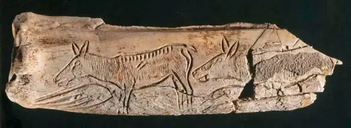 PIN-001-Grabado-en-hueso-o-asta.-Caballos-o-asnos