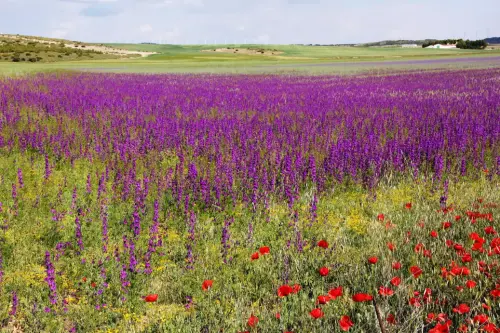 Campos-en-flor27