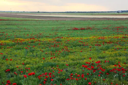 Campos-en-flor47