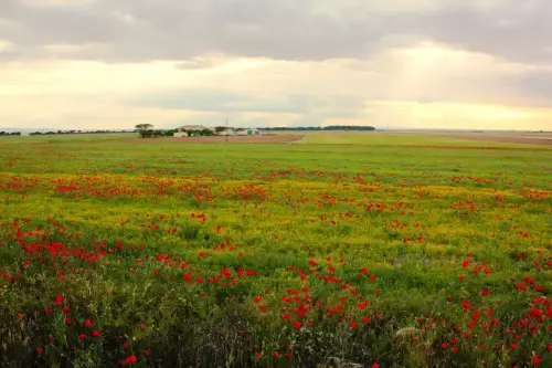 Campos-en-flor51
