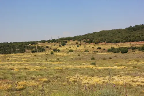 Campos-en-flor86