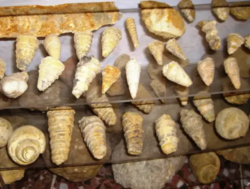 Fosiles-Socovos22JPG