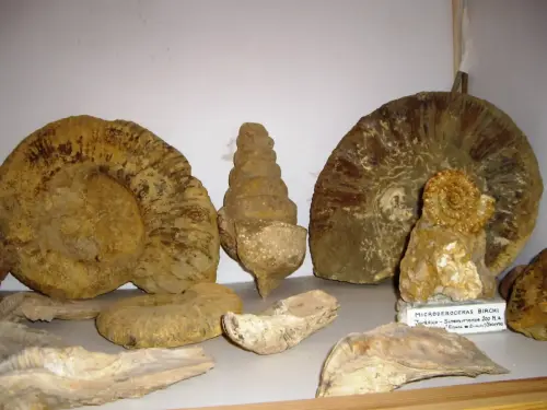 Fosiles-Socovos8