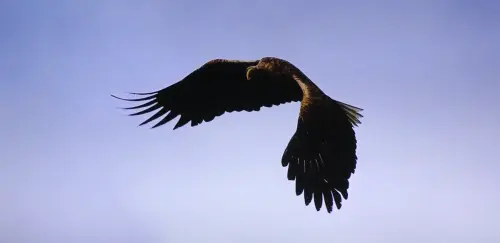 Aguila3
