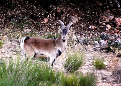 Cabra-montes17