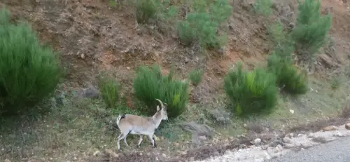 Cabra-montes22