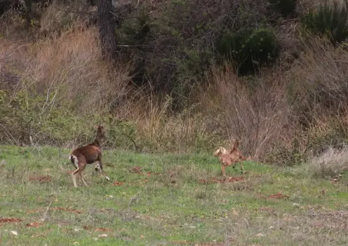 Ciervas2