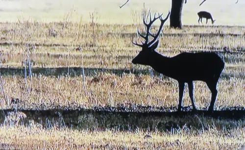 Ciervos