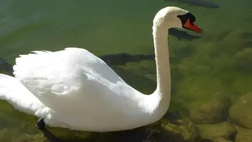 Cisne