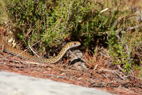 Culebra-bastarda