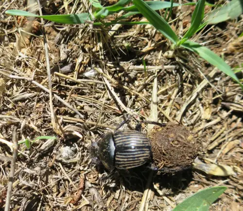 Escarabajo-pelotero2