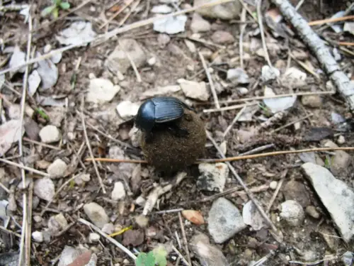 Escarabajo-pelotero3