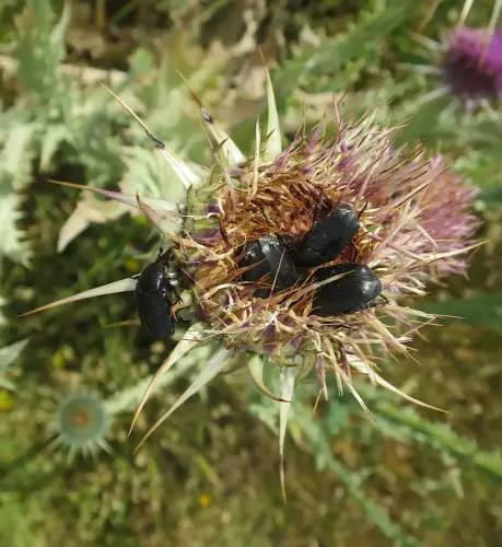 Escarabajo-pelotero4