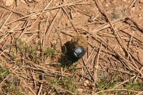 Escarabajo-pelotero6