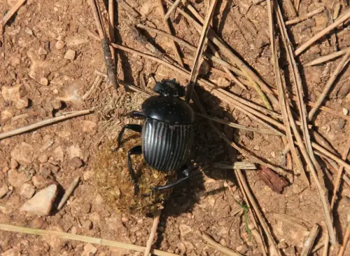 Escarabajo-pelotero7