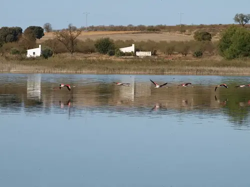 Flamencos