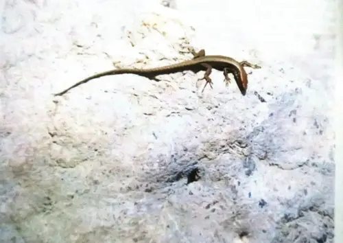 Lagartija-de-Valverde