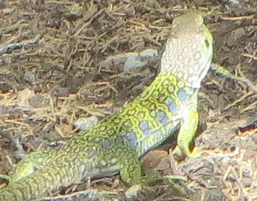 Lagarto-ocelado