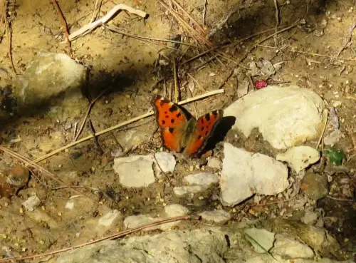 Mariposas-Papillon-valencianensis