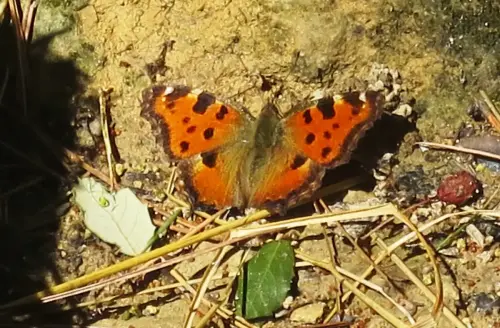 Mariposas-Papillon-valencianensis2