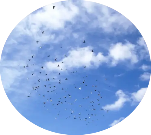 Pajaros