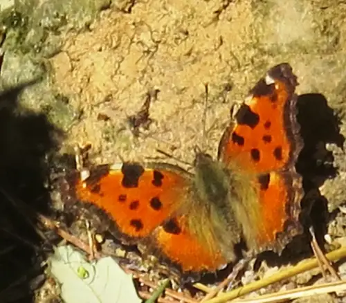 Papillon-valencianensis2