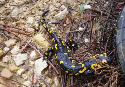 Salamandra