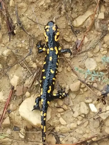 Salamandra2