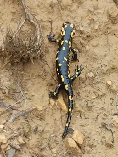 Salamandra3