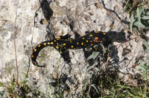 Salamandra4