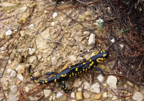 Salamandra5