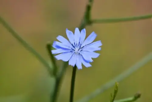 Achicoria